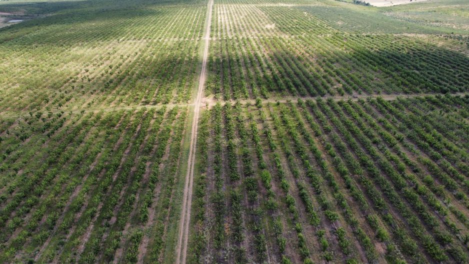 Ferma pomicola cu teren livada 270 ha - Timis - Poză 1