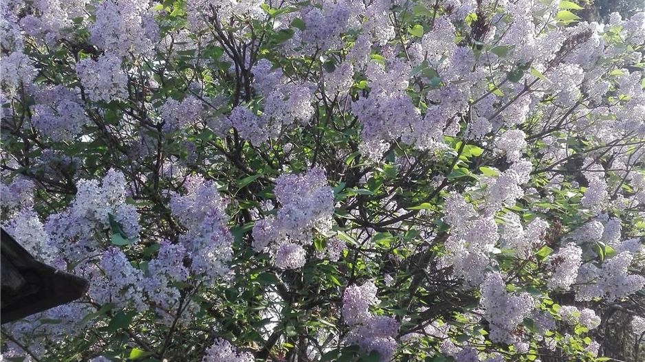 BRASADAS vinde casa mare cu teren 2100 mp zona Titulescu. - Poză 8