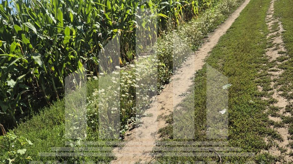 Teren agricol | aprox 197 Ha mp | jud. Mures - Poză 2