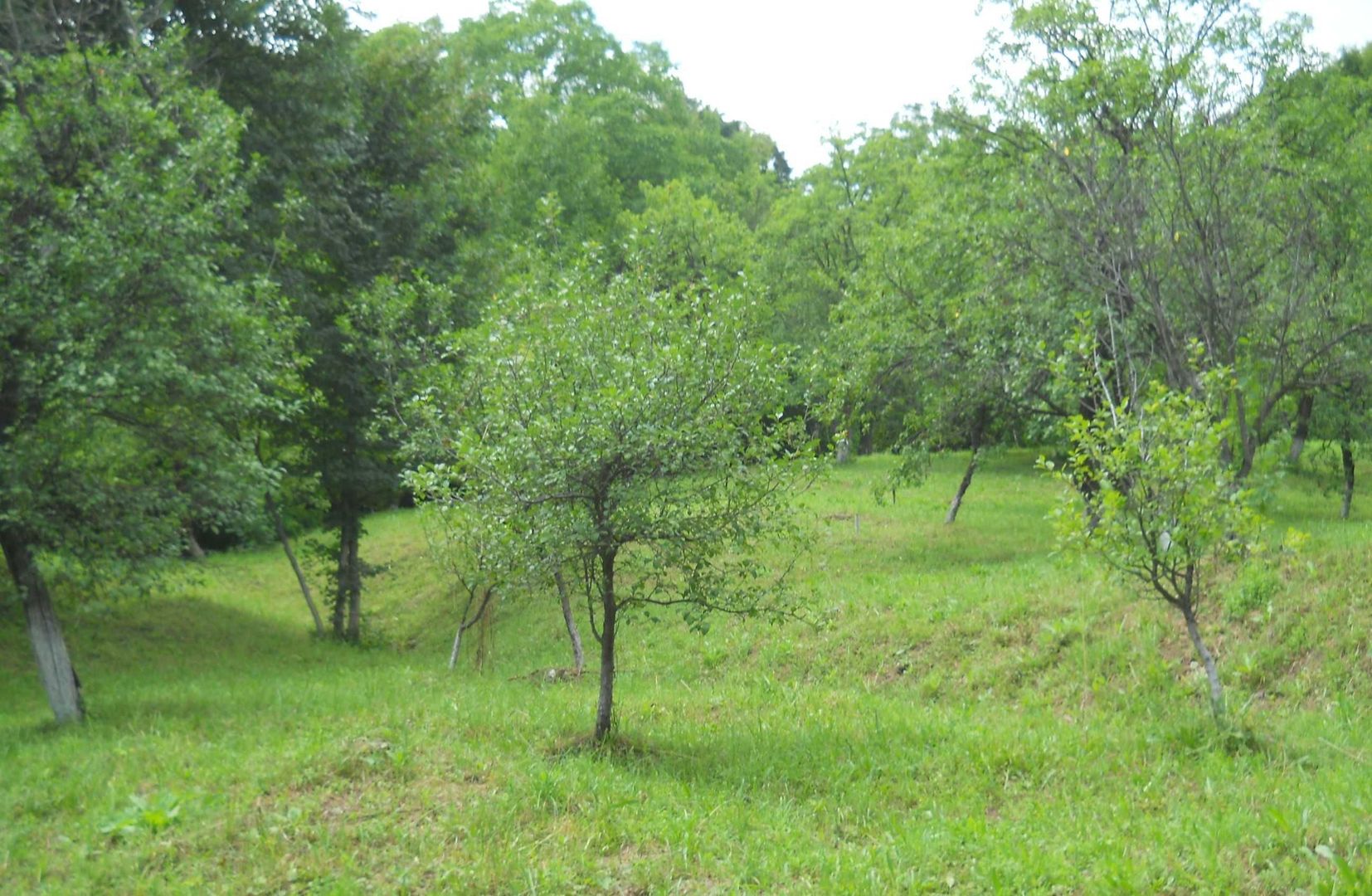 Teren Breaza de Jos, Prahova, Podu Vadului, 3750 mp (posibilitate si de 6000 mp) - Poză 1