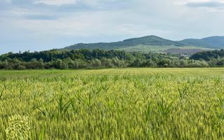 Teren -4.300 mp - Arabil - Chintelnic - Poză 7