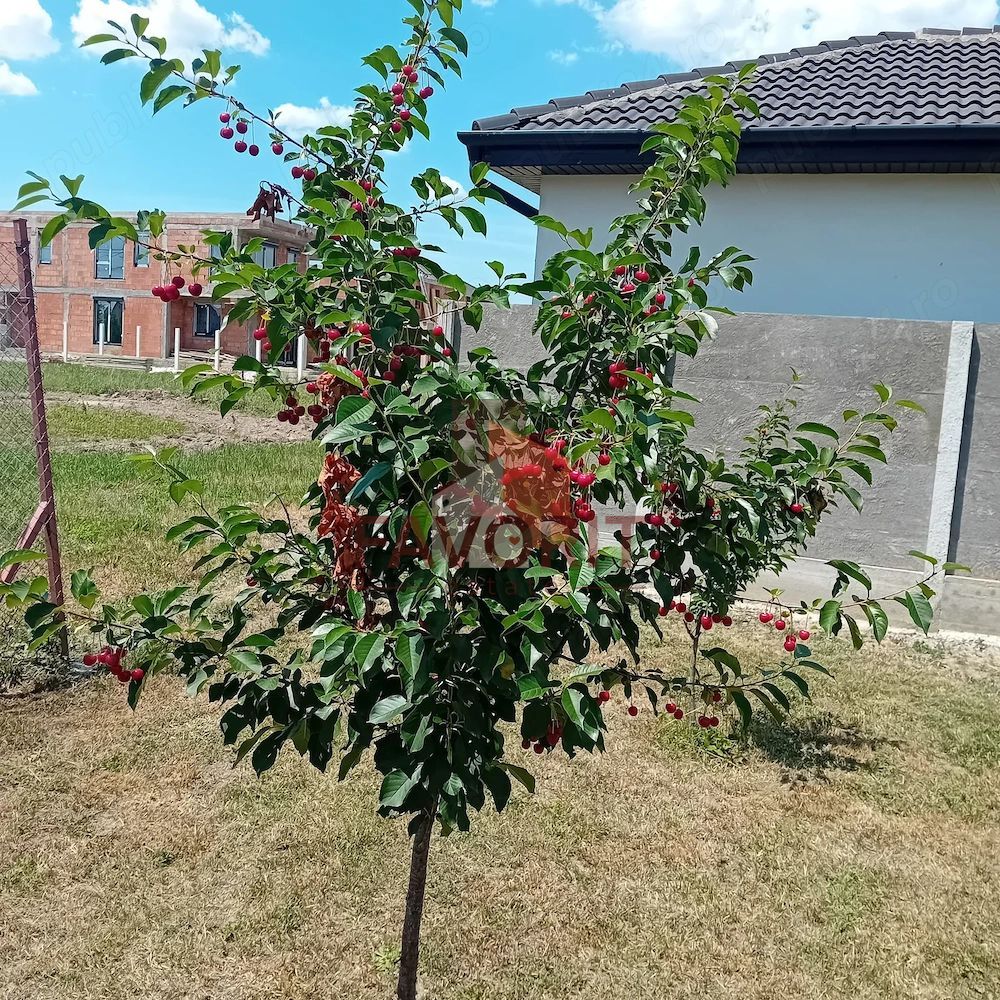 Teren intravilan | 750 mp | Rudicica - Poză 3