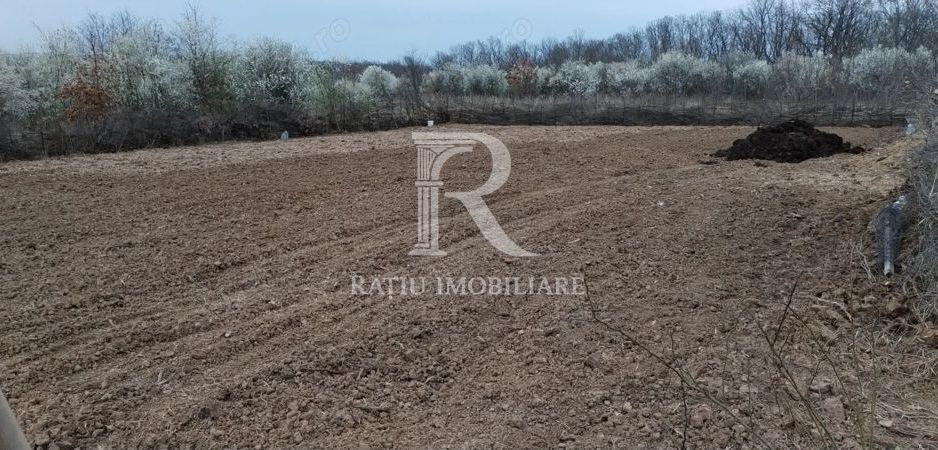 Teren intravilan 888 mp | Front 24 ml | Paleu - Poză 4