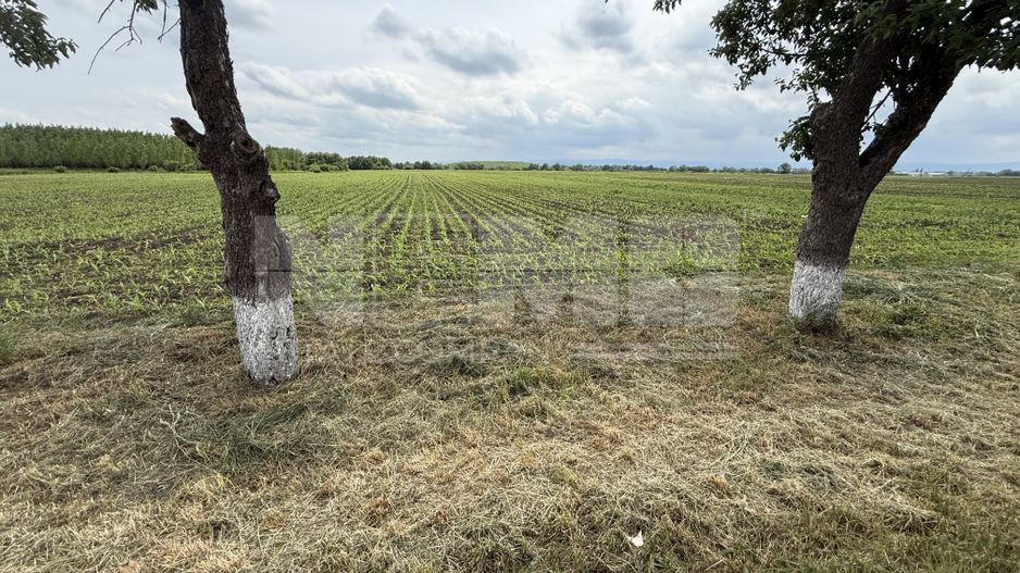 Teren extravilan de vânzare | Satu Mare, județul Suceava | 3.750 mp - Poză 3