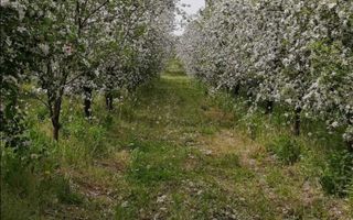 Casa 81mp, teren 81 ari, anexe, pomărie tânără de meri de vânzare - Poză 8