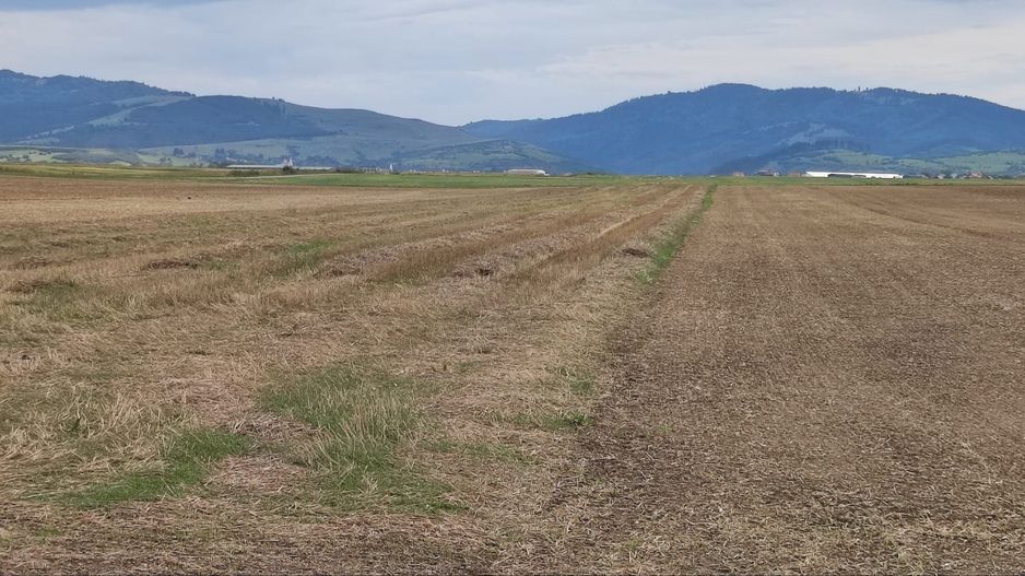 Carpinis, 10000mp-arabil, 25000Euro - Poză 2