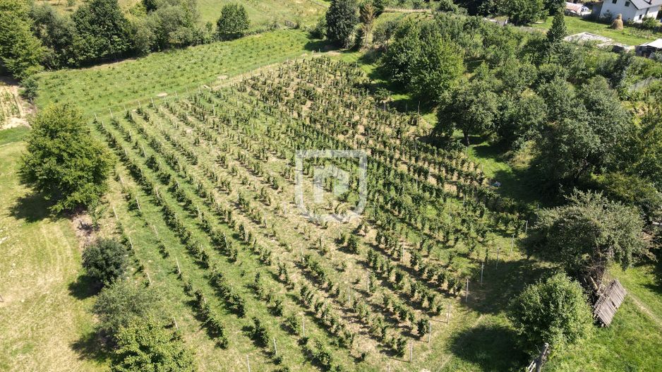 Ferma agricola, plantatii de mure, trandafiri, vita-de-vie - Poză 1