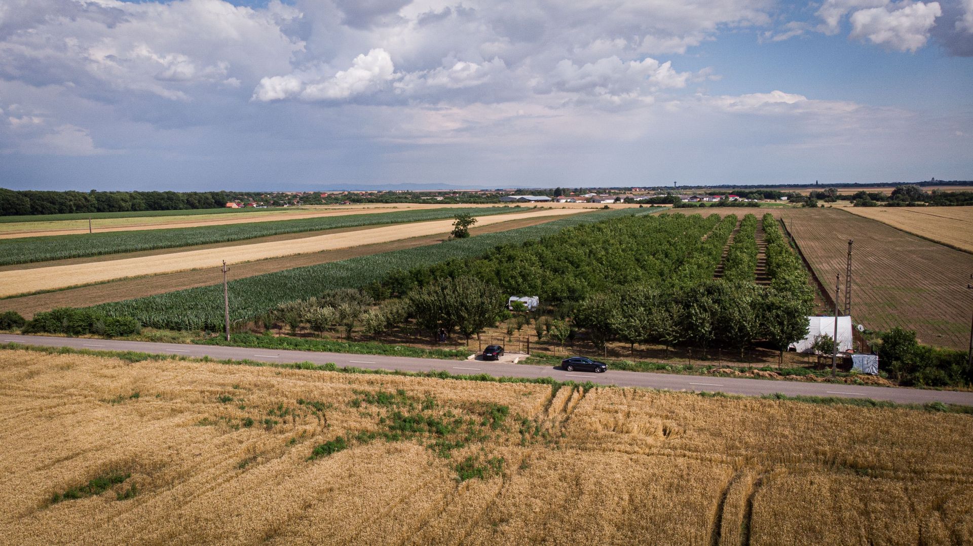 Livadă de nuci altoită și ecologică 2.5ha - Poză 11
