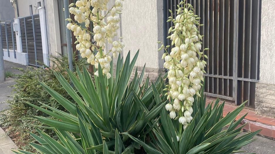 CASA BANEASA 10 CAMERE, MOBILAT, CENTRALA, TEREN 500 MP, COMISION 0% - Poză 8