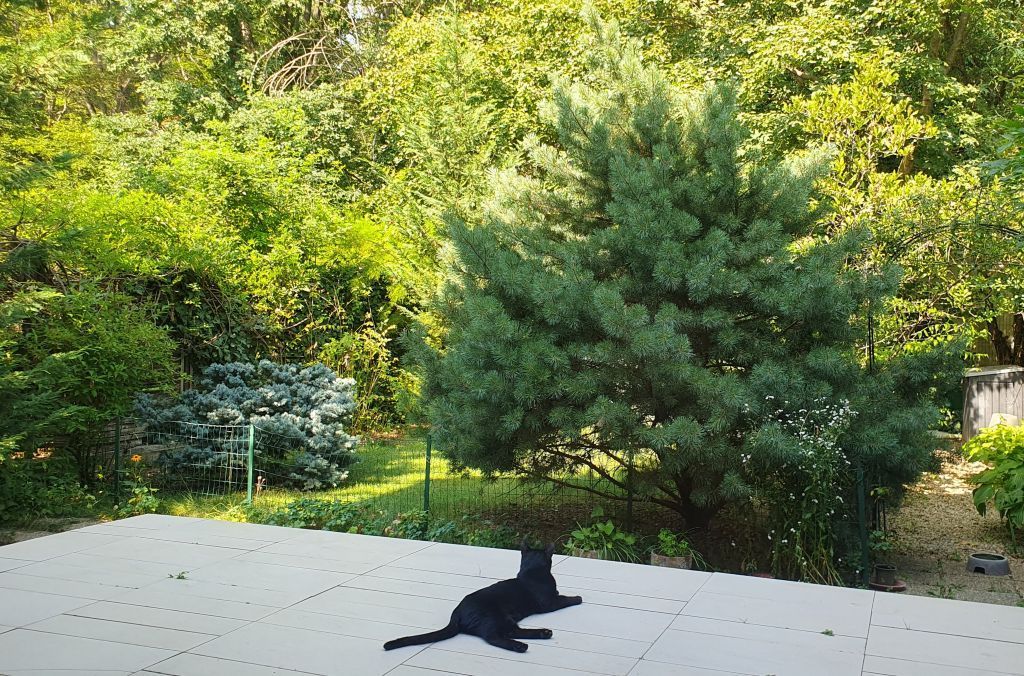 Vanzare vila 5 camere | Langa padure | Bucuresti | Baneasa - Poză 3