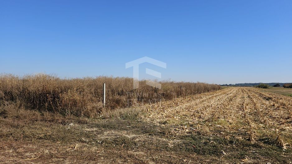 Copăceni - Ilfov - Teren intravilan arabil de vânzare - 1.148 mp - Poză 4