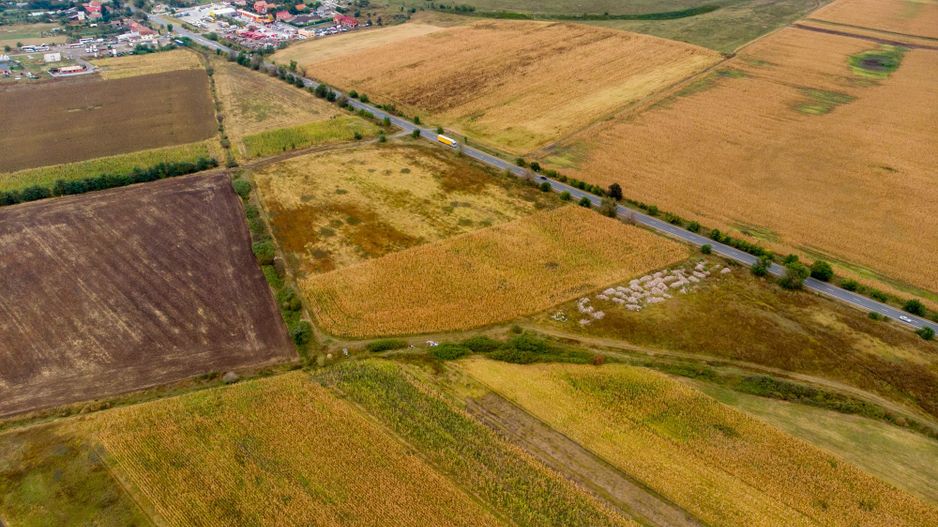 Teren de 19798mp în Zimandu Nou - Poză 12