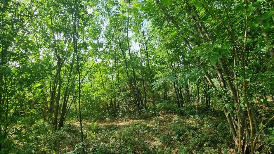 Teren 2000 mp de vânzare – Comana, deschidere la lac, aproape de Parcu - Poză 5