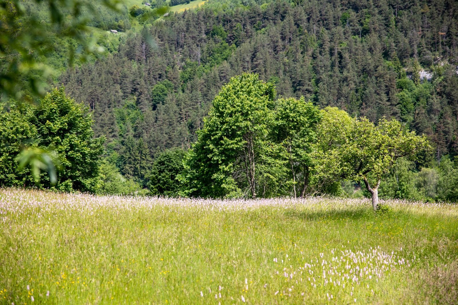 Teren intravilan - 1.050 mp în Bran cu utilitati – priveliște Bucegi - Poză 9