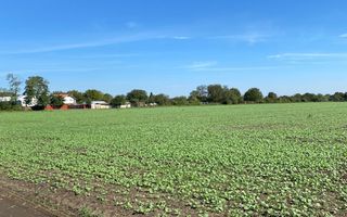 Teren Intravilan 825mp Cu dubla deschidere si Drum de servitute, Dascalu  Ilfov - Poză 7