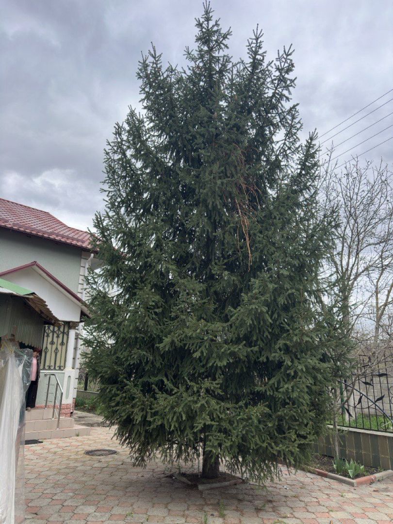 De Vinzare Vila spatioasa Linga Padure si apropae de Nistru. - Poză 3