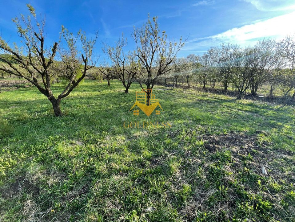 Tren Soporului Intravilan ,5500 MP Utilitati,  Oportunitate - Poză 3