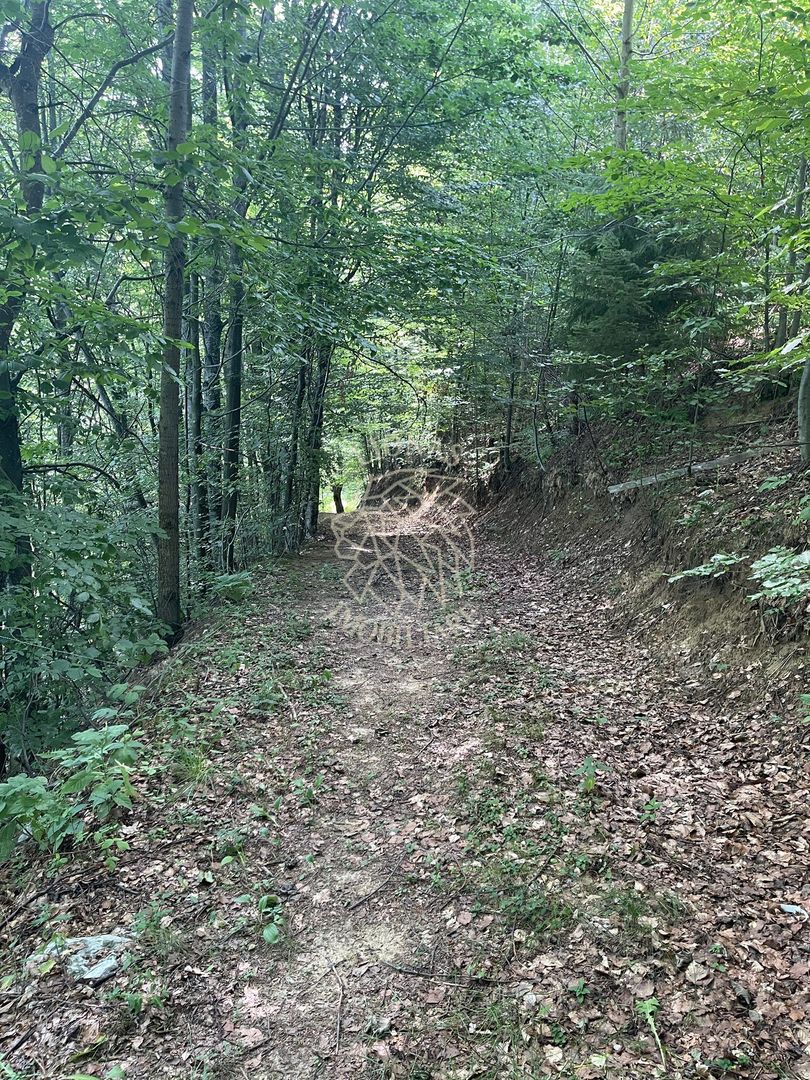 COMISION 0 20.000 MP TEREN EXTRAVILAN CU PADURE ZONA TURISTICA VISAGU VLADEASA - Poză 2