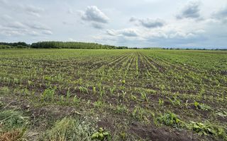 Teren extravilan de vânzare | Satu Mare, județul Suceava | 3.750 mp - Poză 1