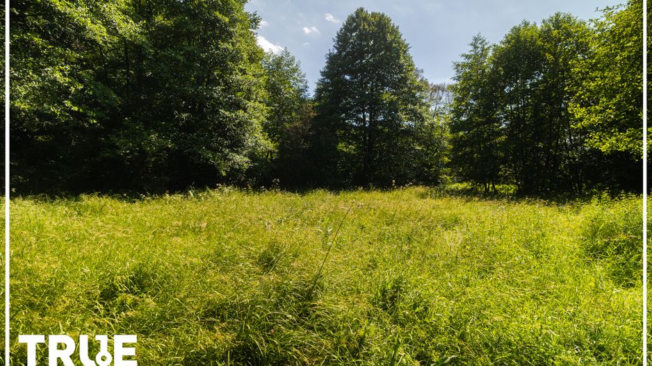 Teren intravilan 2.800 m² în Câmpu Cetății – liniște și natură - Poză 6