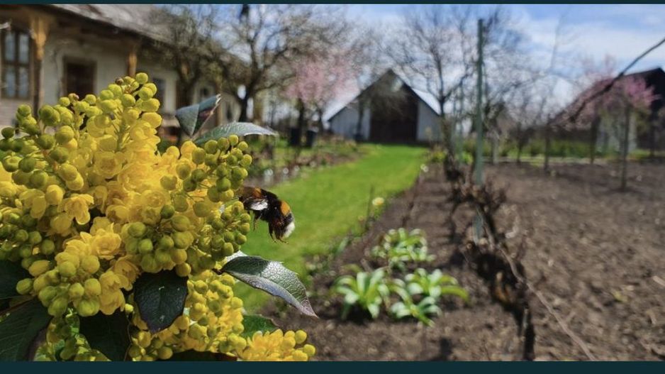 Vand casa in Com.Petresti, ultracentral, 42 ari teren - Poză 4
