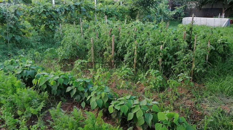 Sapient | Casa zona Episcopia Bihor - Poză 20