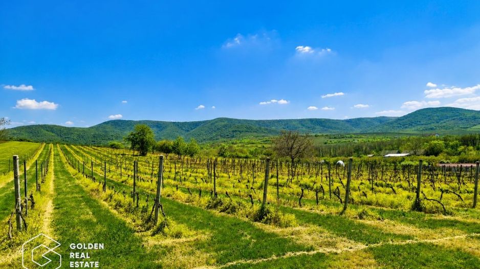 1,35 hectare vie pe rod (Cabernet si Merlot), Siria - Poză 4