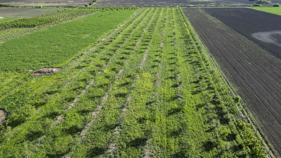 Livadă de nuci și pruni 2.4ha în Variașu Mare - Poză 24