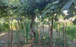 CASĂ 5 CAMERE\ OȚELU-ROȘU\ZONA CIREȘA \ COMISION 0% - Poză 20