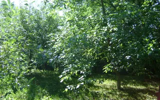 Teren de vânzare în Breaza– zonă liniștită, ideal pentru relaxare - Poză 12