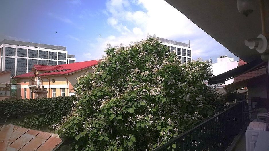 Apartament Plevnei / Orhideea - Poză 13