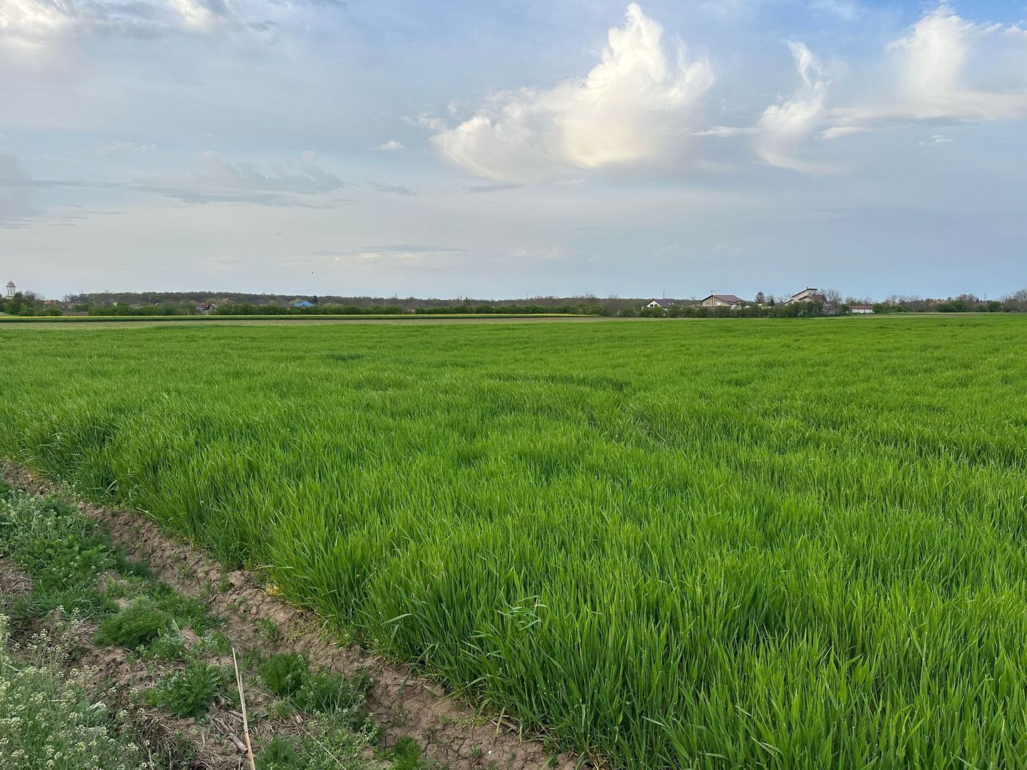 Teren intravilan cu destinatie rezidentiala 7.458 mp Balotesti - Poză 5