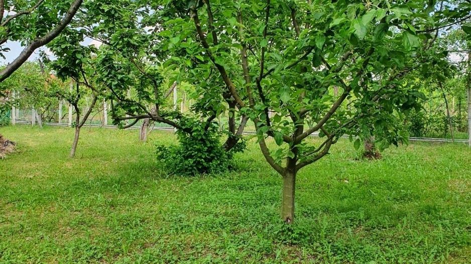 Casa | 9 camere | Garaj | Piscina | Teren 3.000 mp | Comision 0% - Poză 4