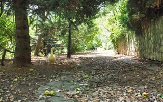 Vila 6 camere-teren 1800mp-Snagov Izvorani-lac - Poză 21