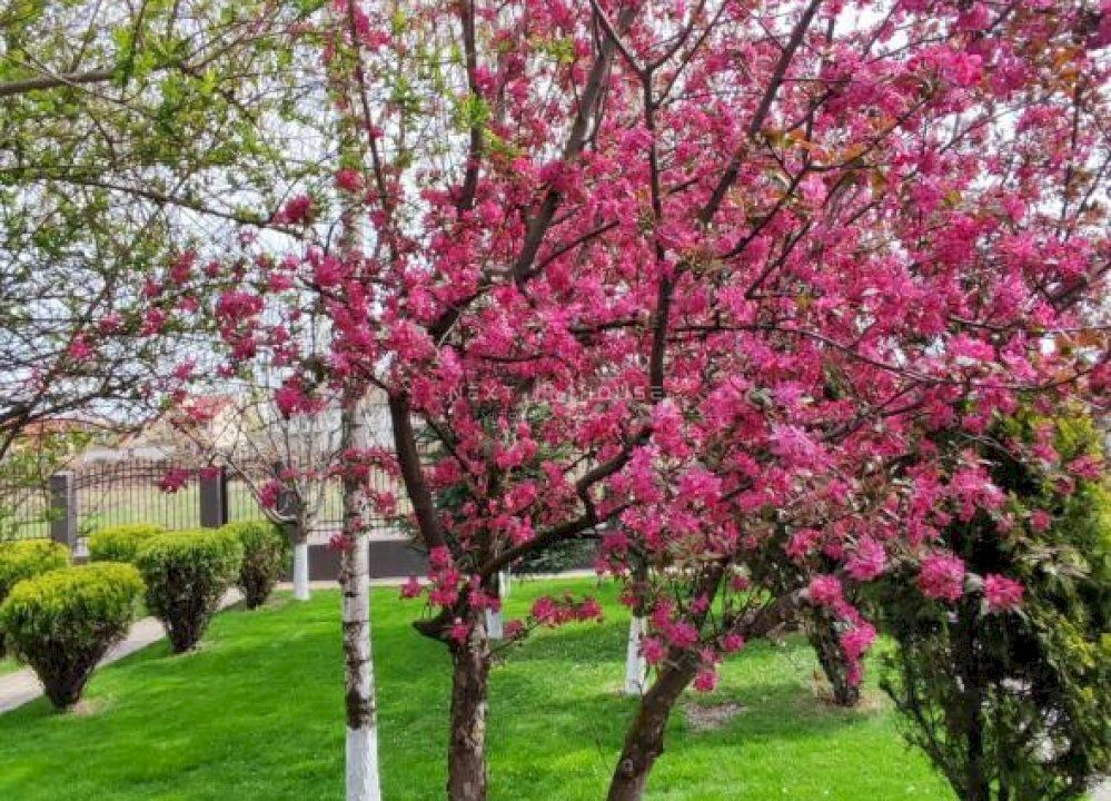 Casa 3 camere Domnesti - Poză 15