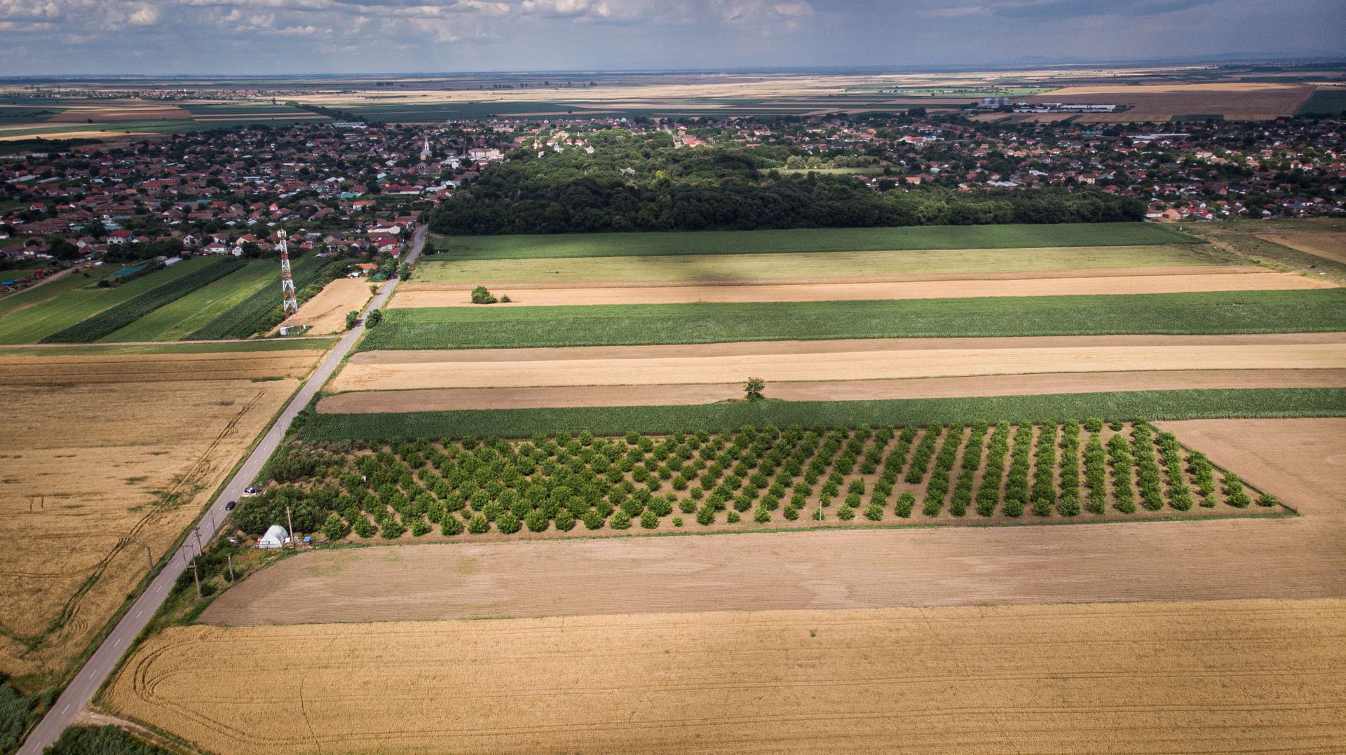 Livadă de nuci altoită și ecologică 2.5ha - Poză 5