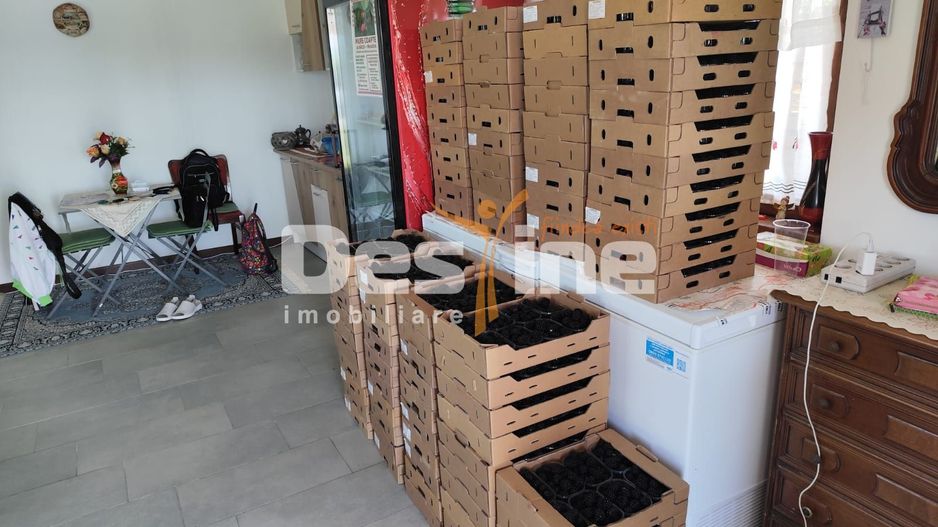 Plantatie de Muri Baicoi 10.000 mp Afacere la cheie! - Poză 5