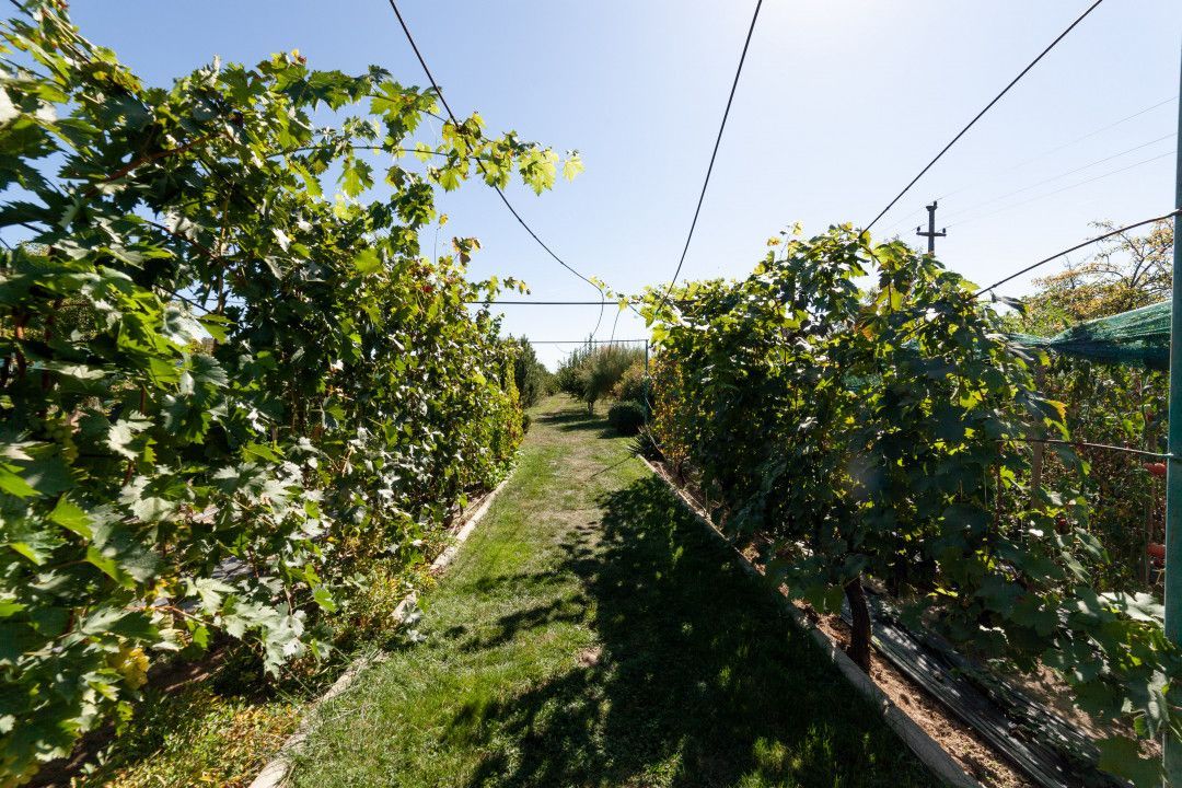 Casa visurilor cu 4000 mp livada roditoare si gradina Darmanesti-Arges - Poză 18