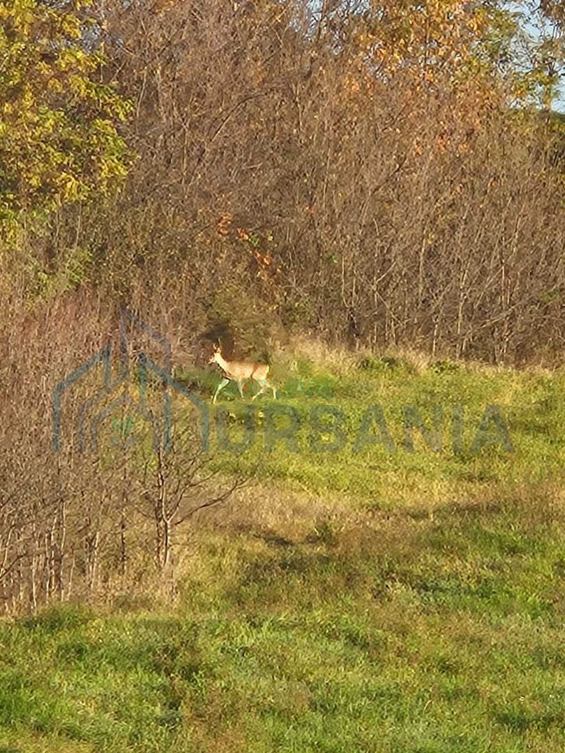 Teren intravilan 18.000 mp, Ciurea – Iași | 13 €/mp | 40 m front stradal la asfalt | Utilități - Poză 8