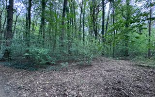 46644 mp teren in Padurea Baneasa proiect exclusivist - Poză 8