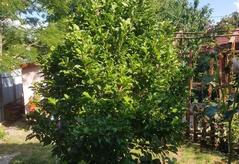 vila indiv+1198mp teren/pe DN4(sosBucuresti) in Frumusani/jud.Calarasi - Poză 9