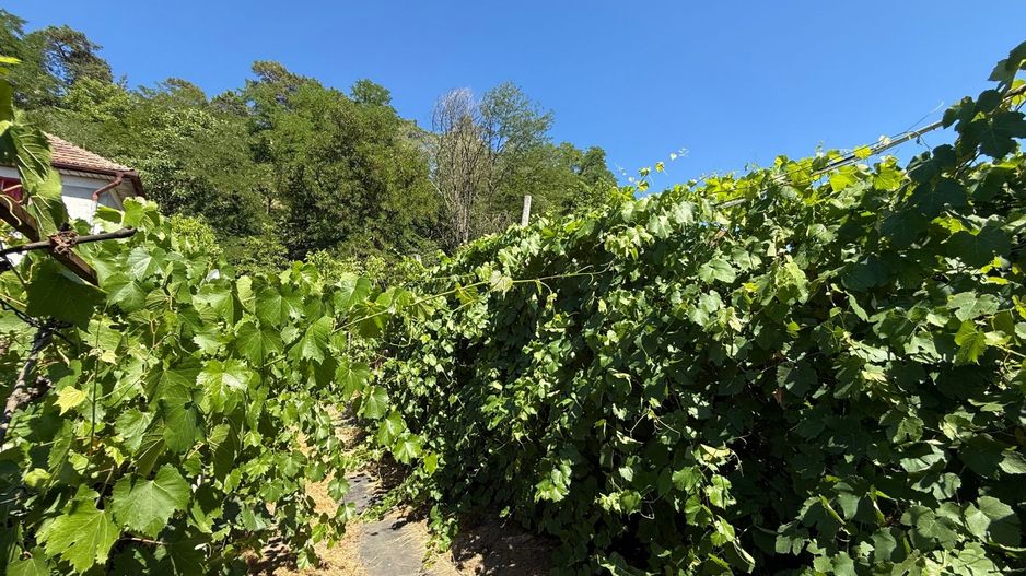 Casa de vanzare, Medias - Poză 19