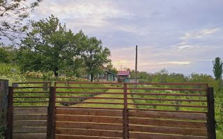 Casă cu teren intravilan de 5000 mp, livadă tânără și vie productivă, în Roșu, comuna Răducăneni, județul Iași - Poză 9