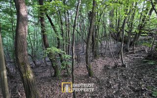 De vânzare teren extravilan  8,2037 ha pădure și pășune Borod, Bihor - Poză 9