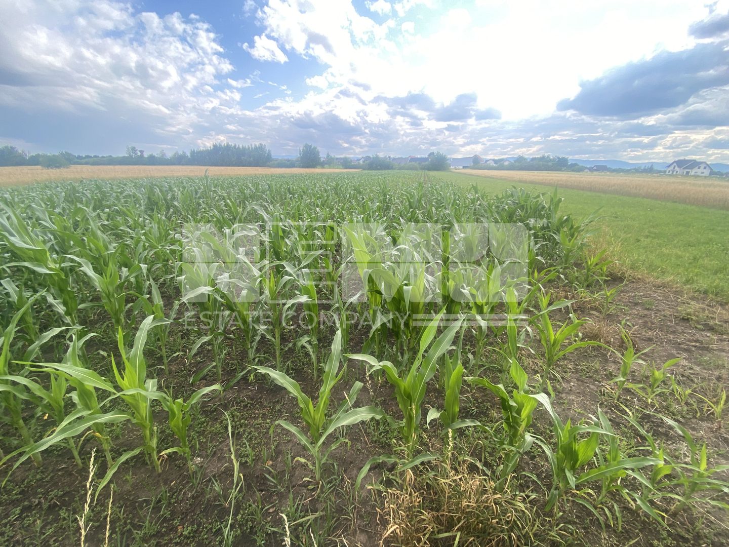 Teren Intravilan | 20 Ari | Frătăuții Noi - Poză 1