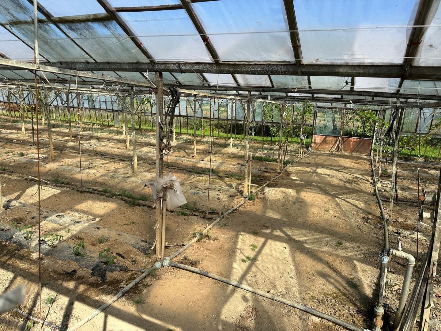 De vanzare Teren 20000MP cu sere/solarii și plantații - Poză 8