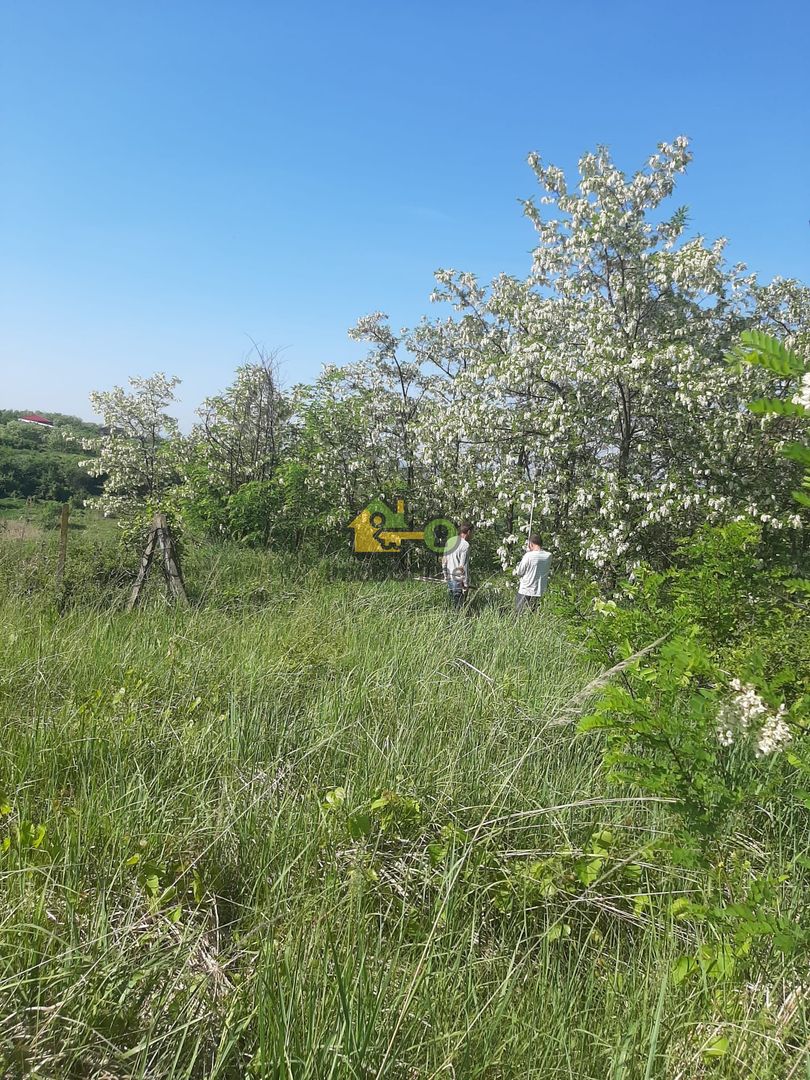 Teren Extravilan, Dealu Viilor, Lugoj - Poză 5