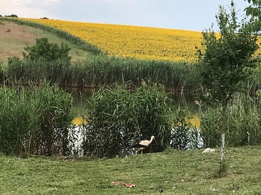 Casă 4 camere | - Poză 8