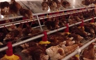 De vanzare ferma de gaini ouatoare in sistem free-range | 45.000 mp teren - Poză 5