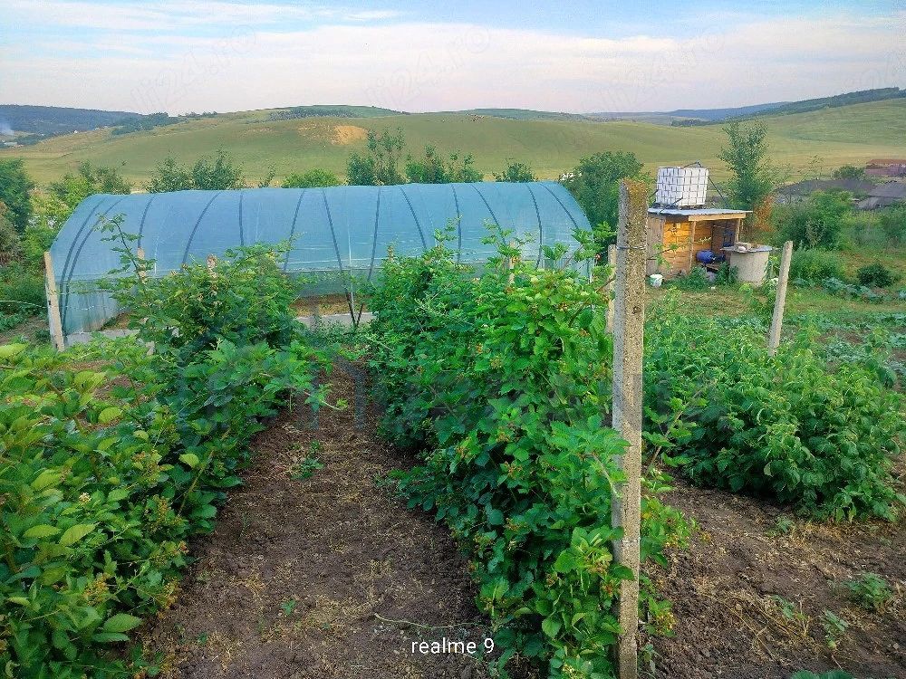 Teren intravilan de 1550 mp în localitatea Buznea, strada Corneliu Coposu - Poză 3